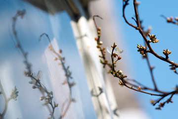 Spring blossom with reflection in the window