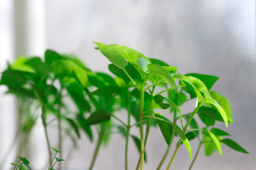 Naklejka premium Little plants, seedlings