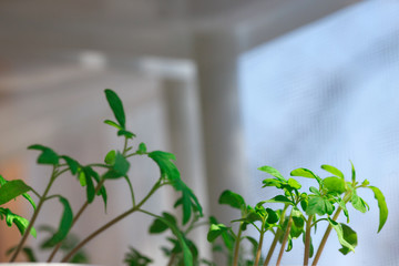 Little plants, seedlings of tomsatoes
