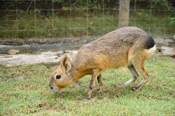 The eye contact with Patagonian mara.It look like a rabbit mix deer.