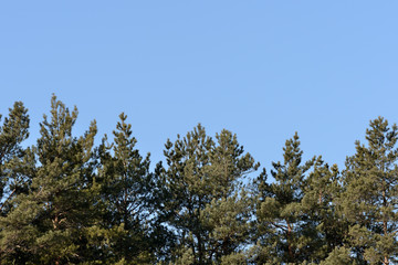 Obraz premium Crones of pines against the blue sky. Spring background