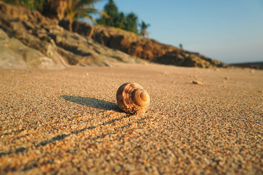 Hermit crab hide on shell sunset sand beach