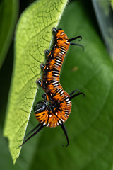 Colourful common crow butterfly caterpillar on leaf