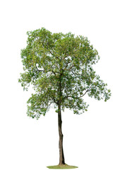 Tree isolated on white background.