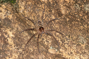 Macro of large Australian huntsman spider, spassaridae, in tropical rainforest