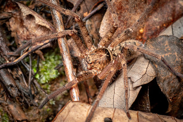 Fototapeta na wymiar Macro of large Australian huntsman spider, spassaridae, in tropical rainforest