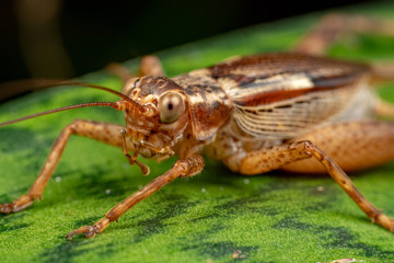 True cricket adult, Cardiodactylus novaeguineae, in tropical rainforest