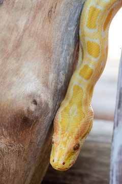 python snake 