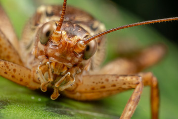 Close up of true cricket adult, Cardiodactylus novaeguineae, in tropical rainforest