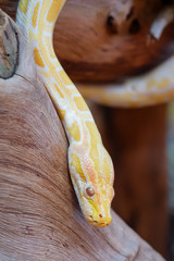 python snake 
