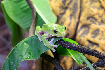 green frog on leaf