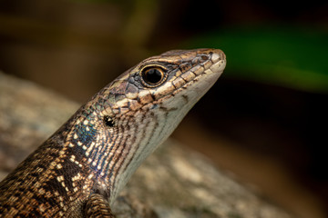 Rainbow skink, Carlia rubrigulosa, Queensland, Australia