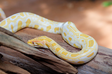 Fototapeta premium python snake 