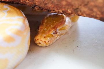 python snake 