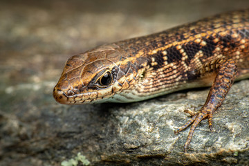 Rainbow skink, Carlia rubrigulosa, Queensland, Australia