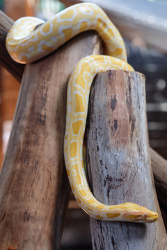 python snake 
