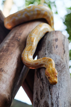 python snake