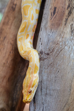python snake 