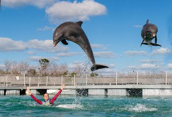 Jumping dolphins. Woman  swimming with dolphins in blue water. © Uryadnikov Sergey