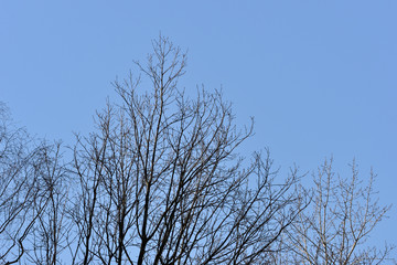 Obraz premium Trees in the spring forest on a background of blue sky