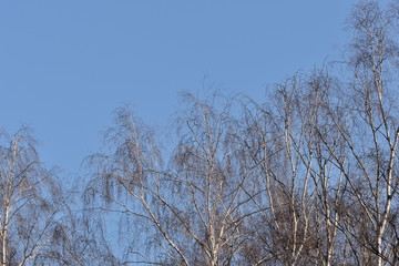 Fototapeta na wymiar Birch trees in the spring forest against the blue sky