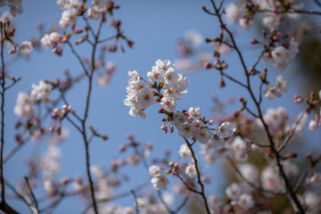 桜