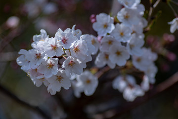桜