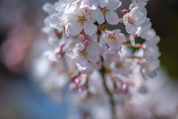 桜