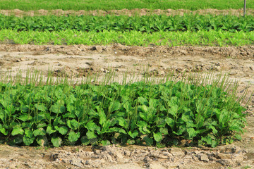 a Rows of plants in a  farmers field
