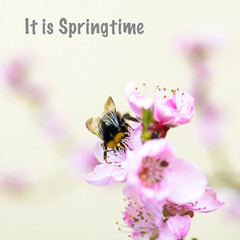 Hummel auf einer Pfirsichblüte