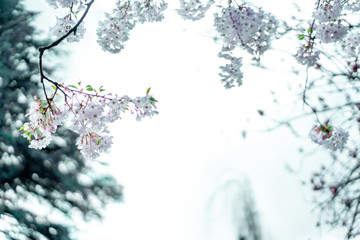 Cherry Blossoms .2