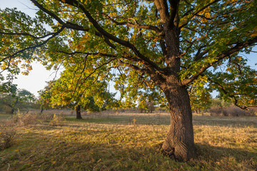 Naklejka premium Sunny day in forest on autumn