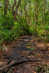 Jozani Forest, Zanzibar, Tanzania, Africa - Rainforest and footpath with tree roots