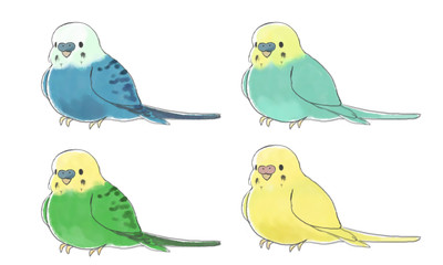 セキセイインコ