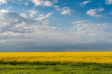 Landscape with big rape fields