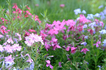 Blumen im Garten