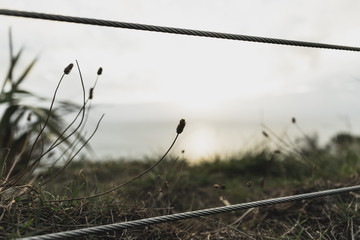 Plant silhouette at sunset