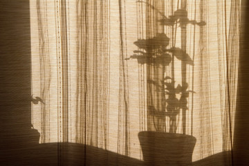 the shadow of the flower in the window through the curtains