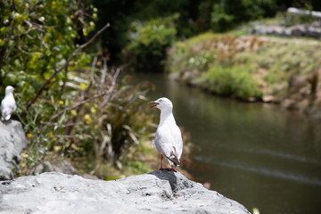 seagull on a rock