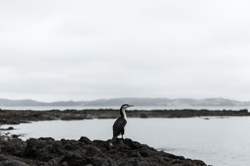 coastal bird cloudy day sitting on rock