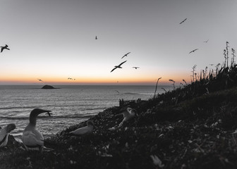 Birds at sunset on coast