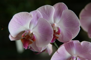 Obraz premium Orchidee