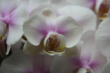 Orchideen