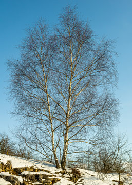 White Birch tree on a hill