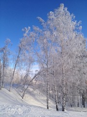 white birch on a frosty morning