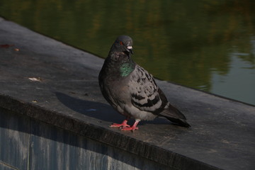 pigeons on a fence