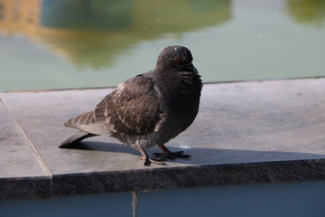 pigeons on a fence