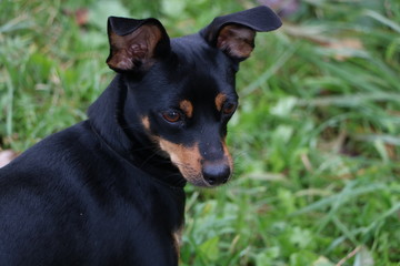 portrait of a dog
