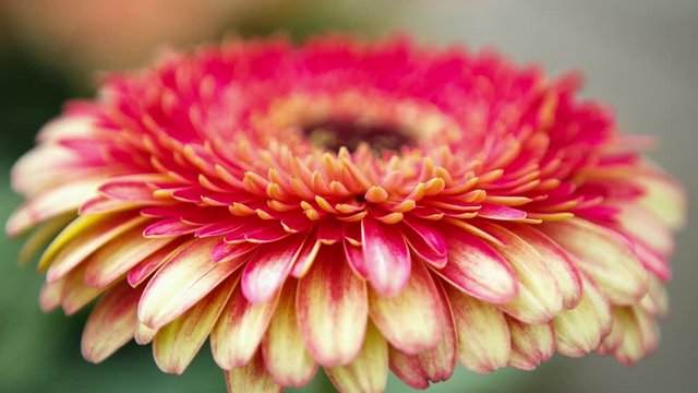 Beautiful colorful pink transvaal daisies flowers bloom in spring garden.Decorative gerbera flower blossom in springtime.Beauty of nature .Vibrant natural colors