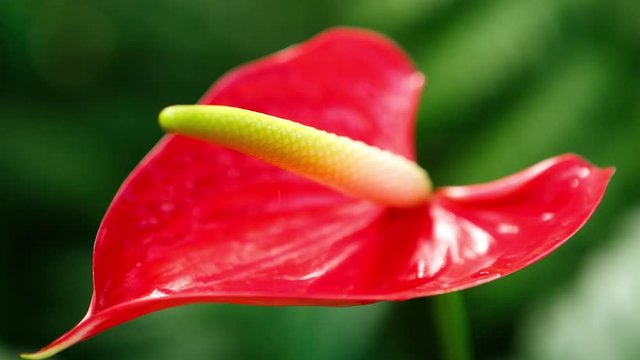 Unique Anthurium flower in botanical garden.Tropical red Flamingo Flower or Tailflower grow in greehouse.Exotic Laceleaf plant on green background.Rare flowers in hothouse